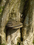 FZ004232 Tinder fungus (Fomes fomentarius) on old oak tree.jpg